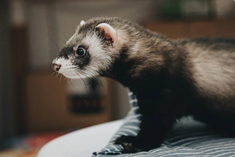 Guide complet du furet soins, alimentation et vaccins
