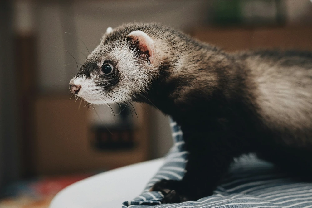 Guide complet du furet soins, alimentation et vaccins