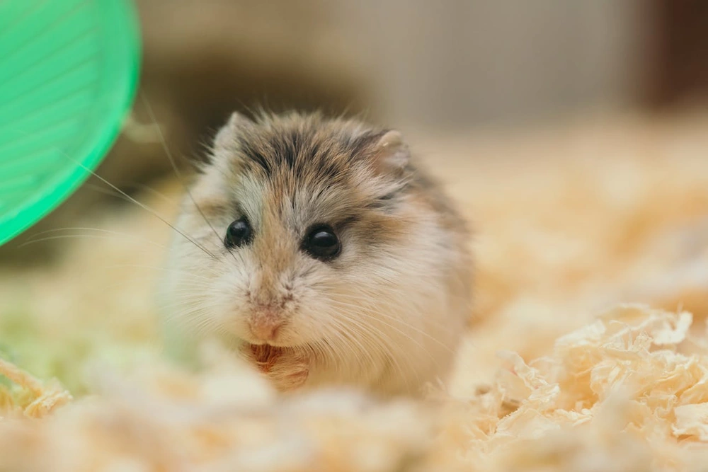 Portrait d'un hamster domestique : guide complet soins et espérance de vie