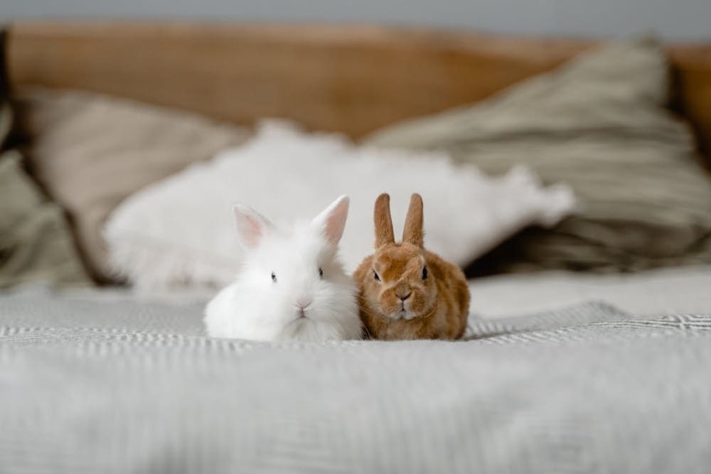 Guide complet du lapin nain 2026 : alimentation, santé et espérance de vie