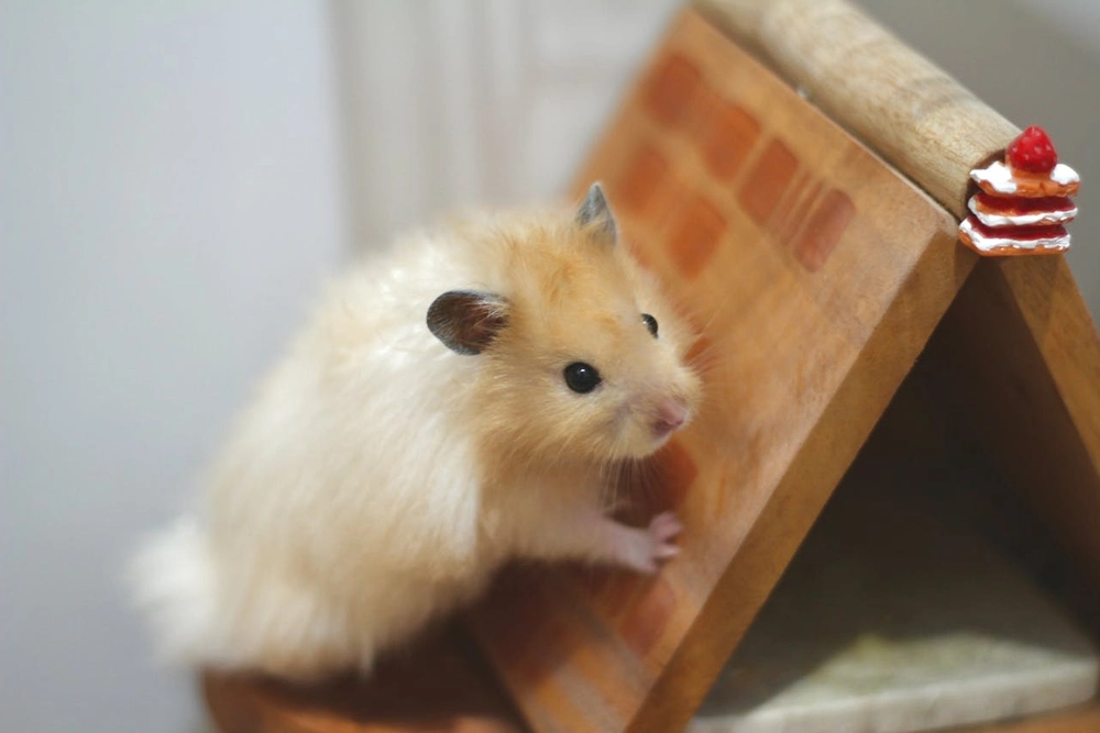 Hamster qui mange des graines et légumes : alimentation équilibrée du hamster domestique