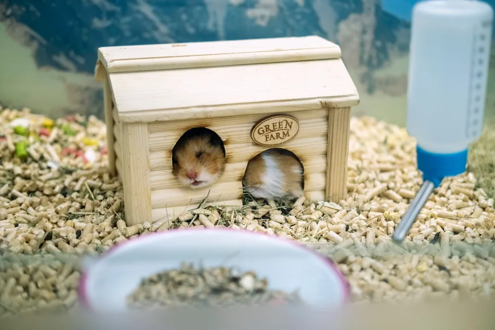 Hamster dans sa cage avec maison en bois et biberon - prévenir la torpeur par une bonne température