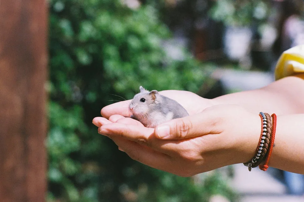 Hamster dans les mains de son propriétaire : comportement et apprivoisement du hamster