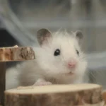 Guide complet du hamster : soins, cage et espérance de vie
