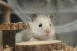Guide complet du hamster : soins, cage et espérance de vie