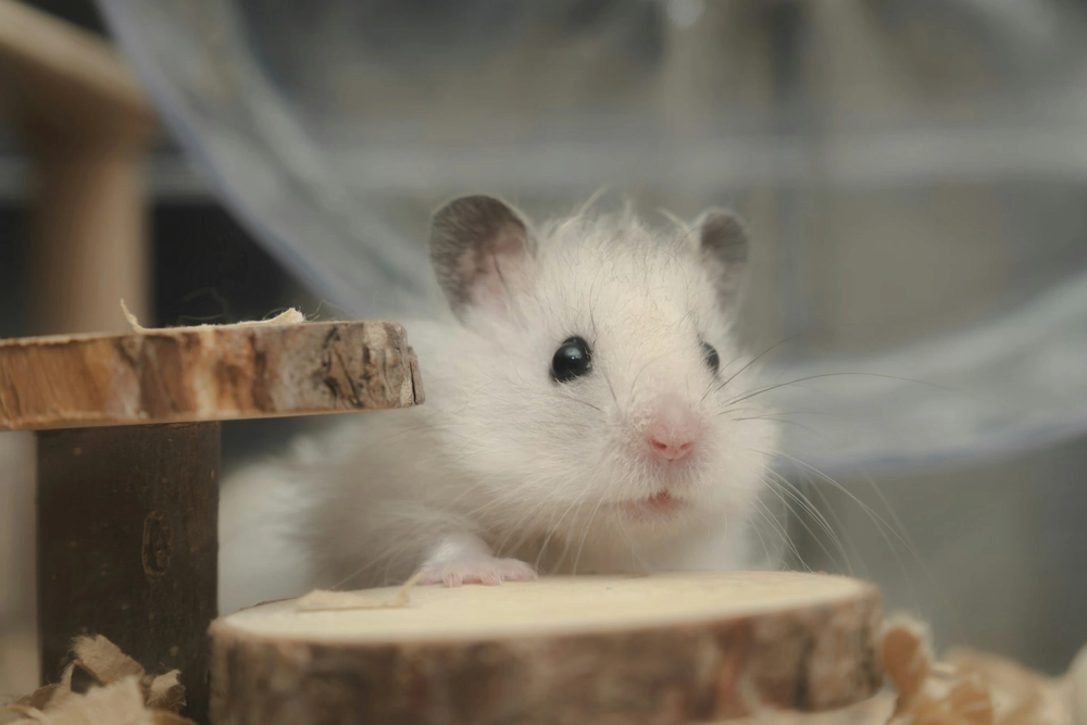 Guide complet du hamster : soins, cage et espérance de vie