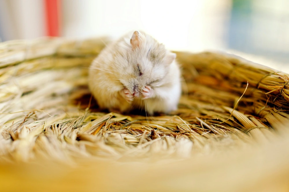 Hamster immobile dans sa litière : tests de vie pour distinguer torpeur et mort chez le hamster
