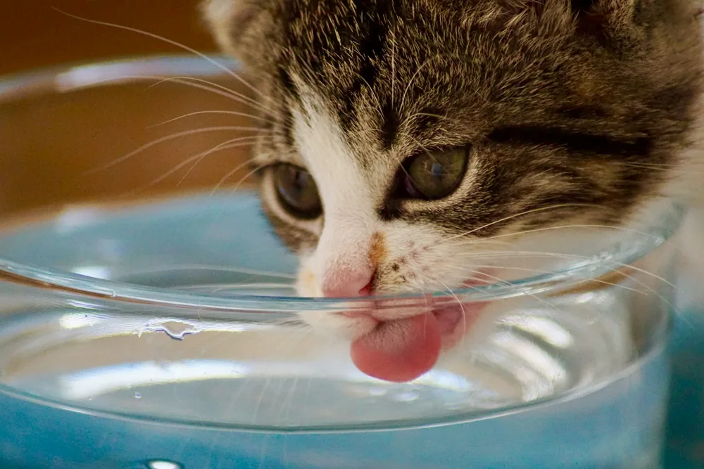 Mesurer la consommation d'eau du chat avant consultation vétérinaire pour polydipsie