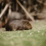 Mon cochon d’Inde ne mange plus : causes et que faire