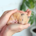 Mon hamster ne bouge plus : torpeur, hibernation ou urgence ?