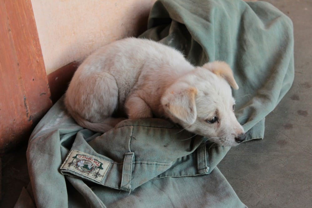 Guide du chiot de 4 mois avec un chiot mordillant un vêtement