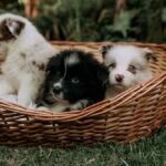 Guide du chiot de 2 à 12 mois : éducation, santé et alimentation