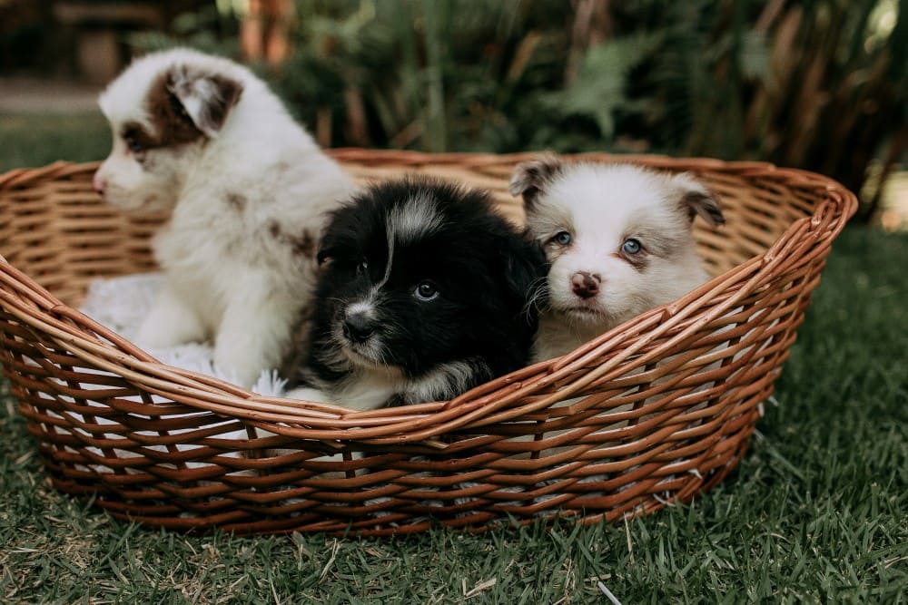 Guide du chiot de 2 à 12 mois : éducation, santé et alimentation