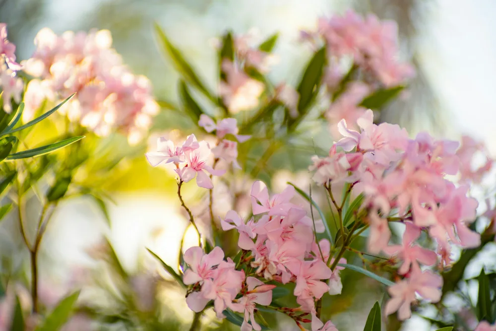 Plantes de jardin toxiques pour chiens et chats — laurier-rose, digitale, if