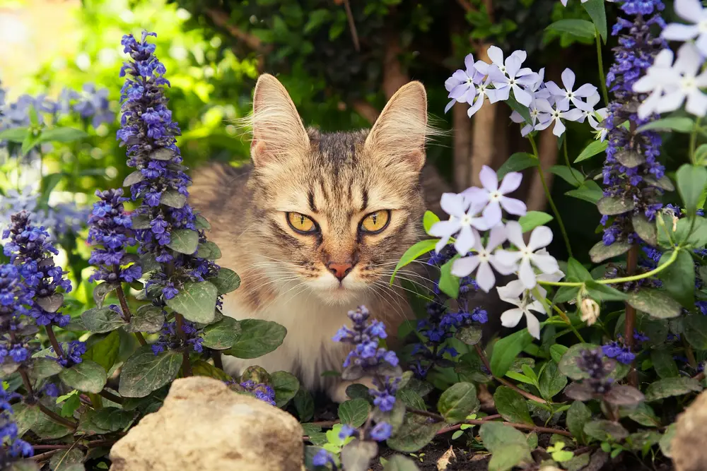 Plantes toxiques pour chats et chiens : liste complète avec photos et que faire