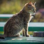 Alimentation chat : le guide ultime