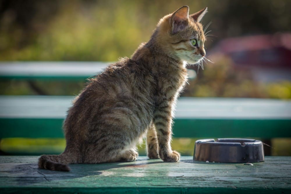 Alimentation chat : le guide ultime