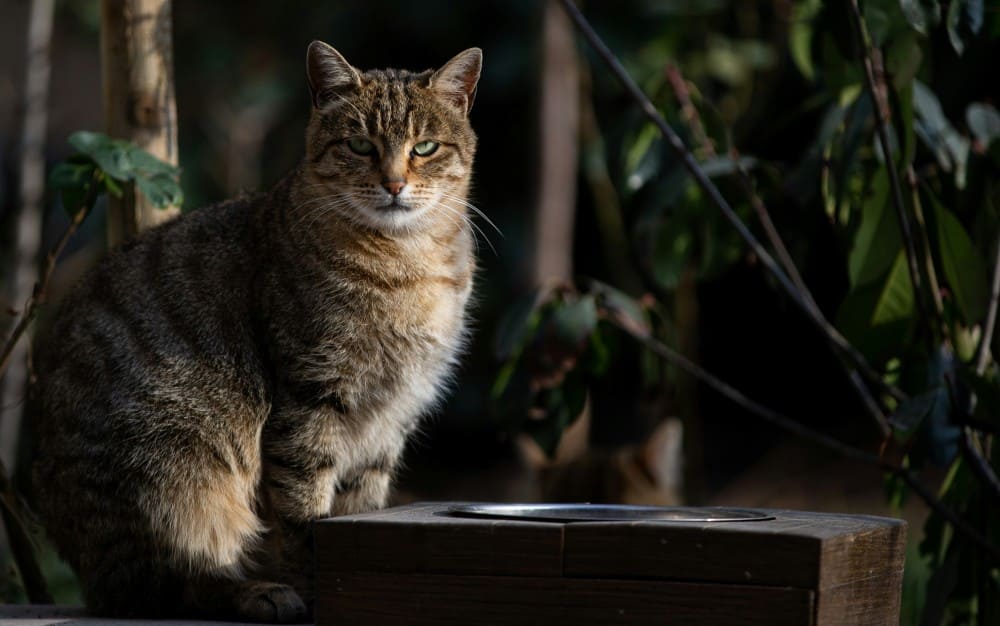 Chat senior avec une alimentation chat adaptée