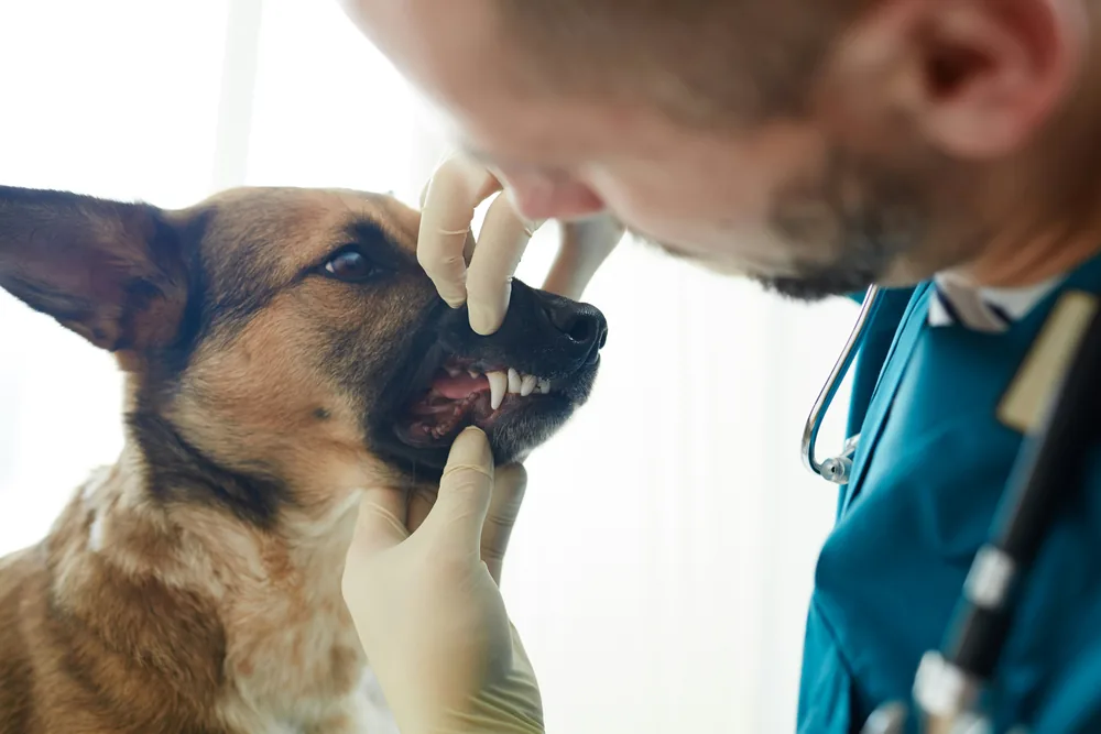 Vétérinaire examine les dents d'un chien pour perte d'appétit chien problème dentaire et pseudo-anorexie