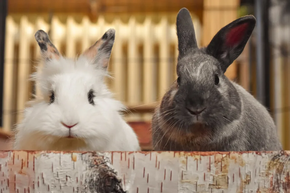 Les différentes races de lapins nains : tête de lion et lapin nain de couleur