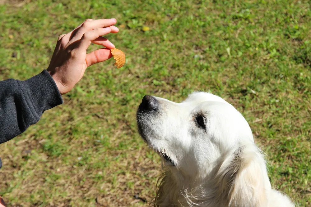 Test de la friandise pour évaluer la perte d'appétit du chien