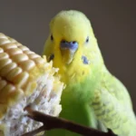 Alimentation de la perruche : graines, granulés, légumes et aliments toxiques à éviter