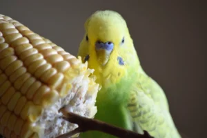 Alimentation de la perruche : graines, fruits et aliments interdits
