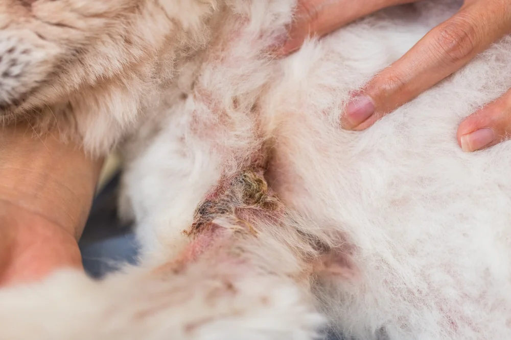 Chien qui se gratte avec irritation cutanée : allergie ou dermatite atopique canine