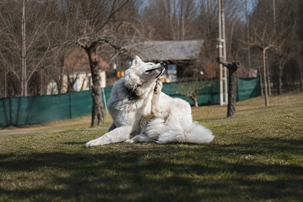 Chien qui se gratte le cou : démangeaisons et causes à identifier