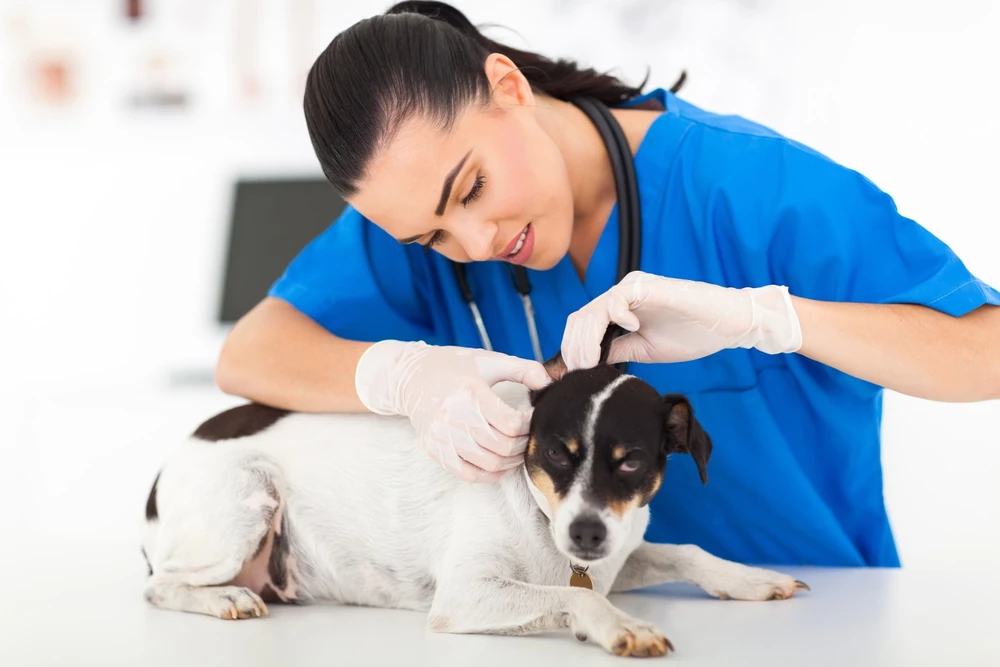 Chien qui se gratte examiné par un vétérinaire pour problème de peau et démangeaisons