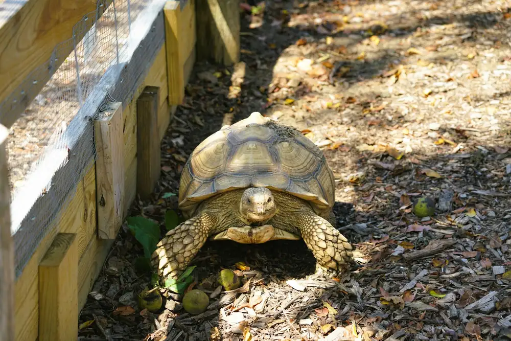 Enclos extérieur aménagé pour tortue terrestre avec cachettes et plantes
