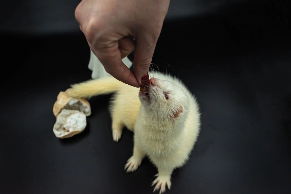 Alimentation du furet carnivore : croquettes haute protéine ou BARF pour furet