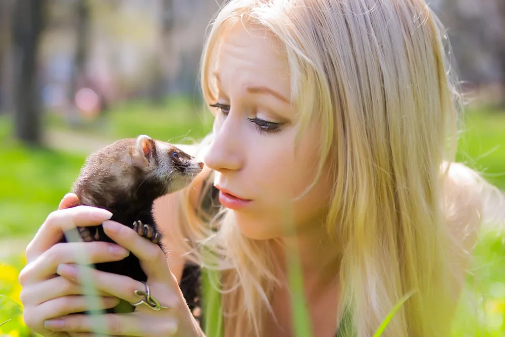 Portrait d'un furet domestique : guide complet soins alimentation et vaccins