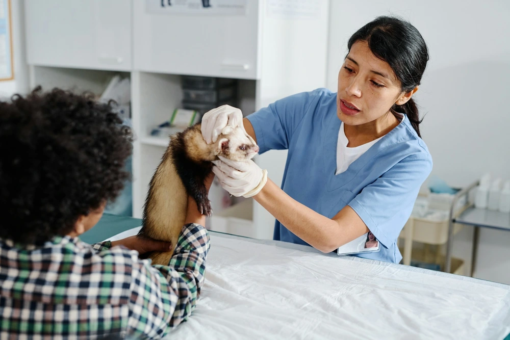 Furet chez le vétérinaire NAC : consultation et suivi médical du furet