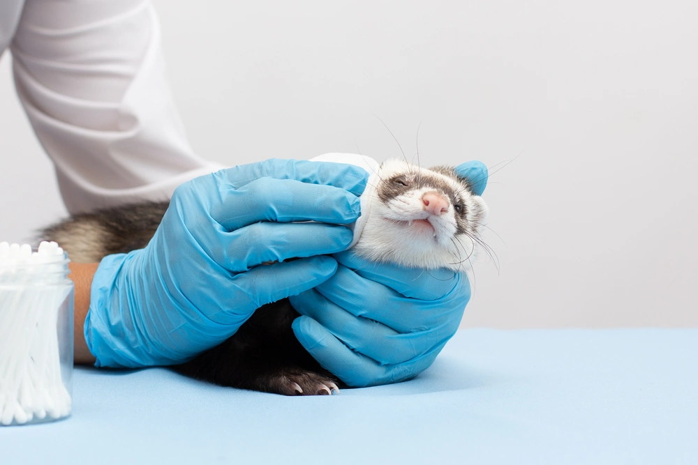 Furet chez le vétérinaire NAC pour sa vaccination : maladie de Carré et rage