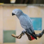 Perroquet gris du Gabon : prix, caractère, alimentation et soins
