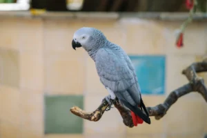 Perroquet gris du Gabon : prix, caractère, alimentation et soins