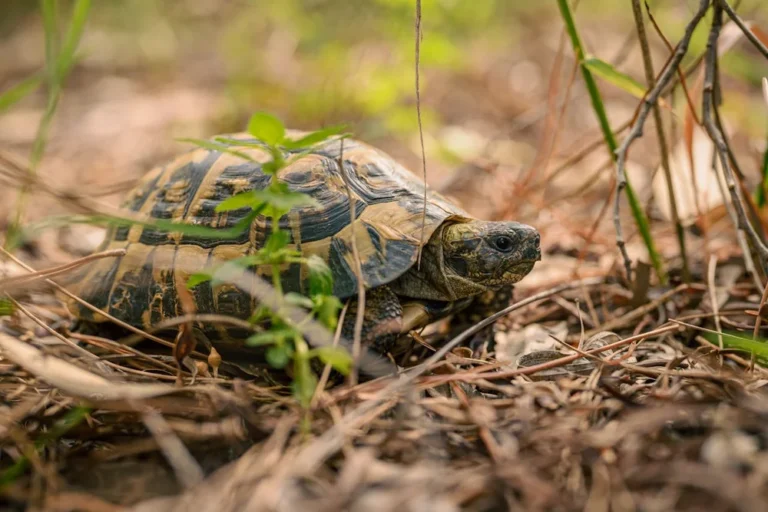 Guide complet de la tortue terrestre : espèces, soins, alimentation