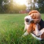 Mon chien se gratte : causes, solutions et quand consulter