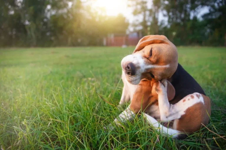 Mon chien se gratte : causes, solutions et quand consulter