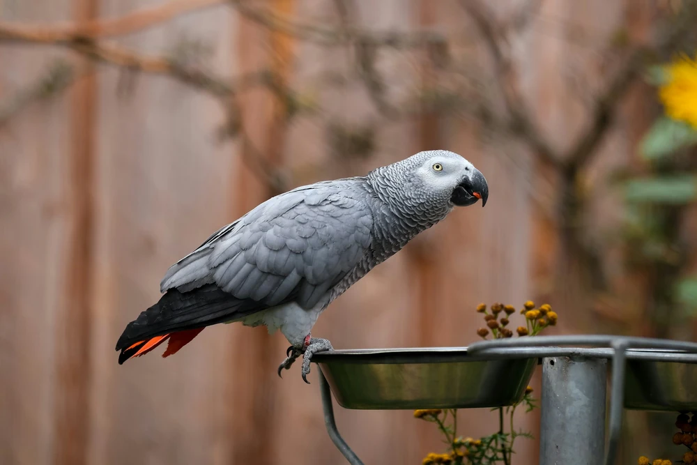 Perroquet gris du Gabon devant un bac de noix et amandes - alimentation