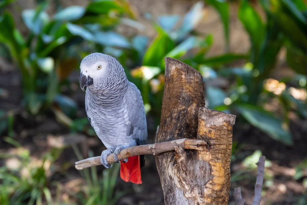 Perroquet gris du Gabon dans sa cage avec perchoirs et jouets de foraging