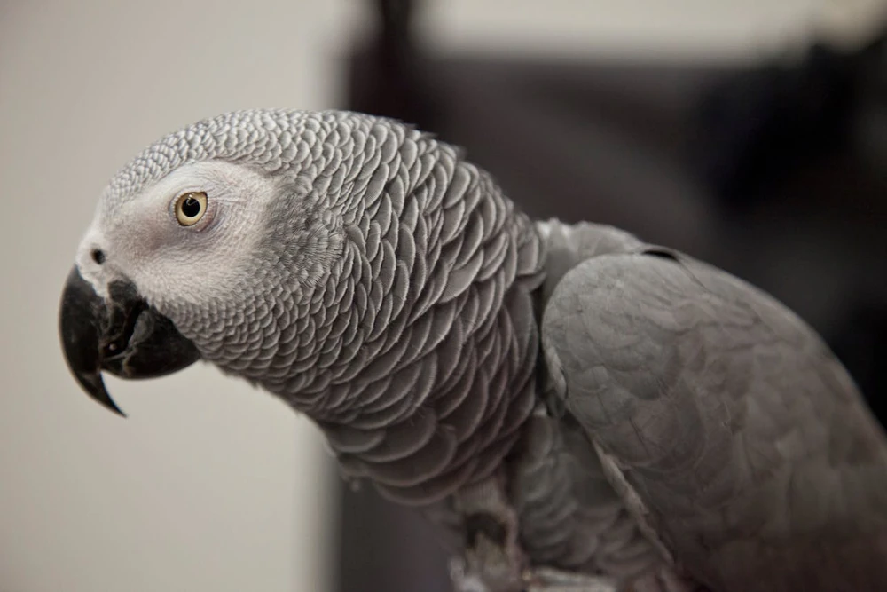 Portrait d'un perroquet gris du Gabon au regard expressif - intelligence et cognition