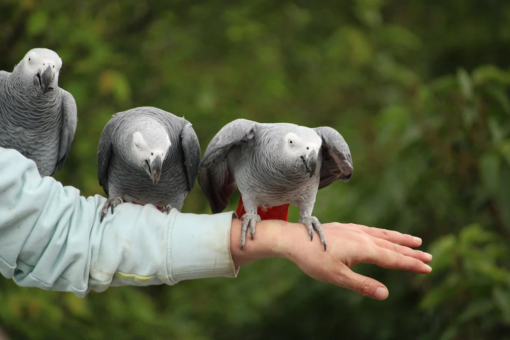 Trois perroquets gris du Gabon perchés sur le bras de leur propriétaire lors d'une sortie