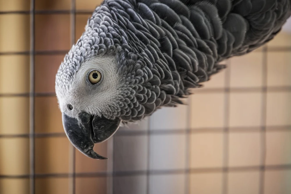 Portrait d'un perroquet gris du Gabon avec son plumage caractéristique et sa queue rouge