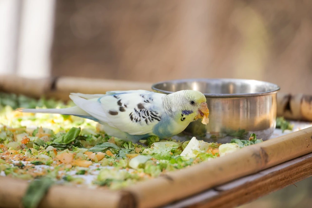 Perruche qui mange des graines et légumes frais : alimentation équilibrée de la perruche ondulée