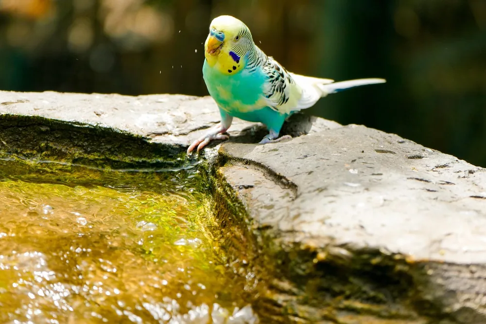 Perruche qui boit dans son abreuvoir : hygiène de l'eau et fréquence de renouvellement