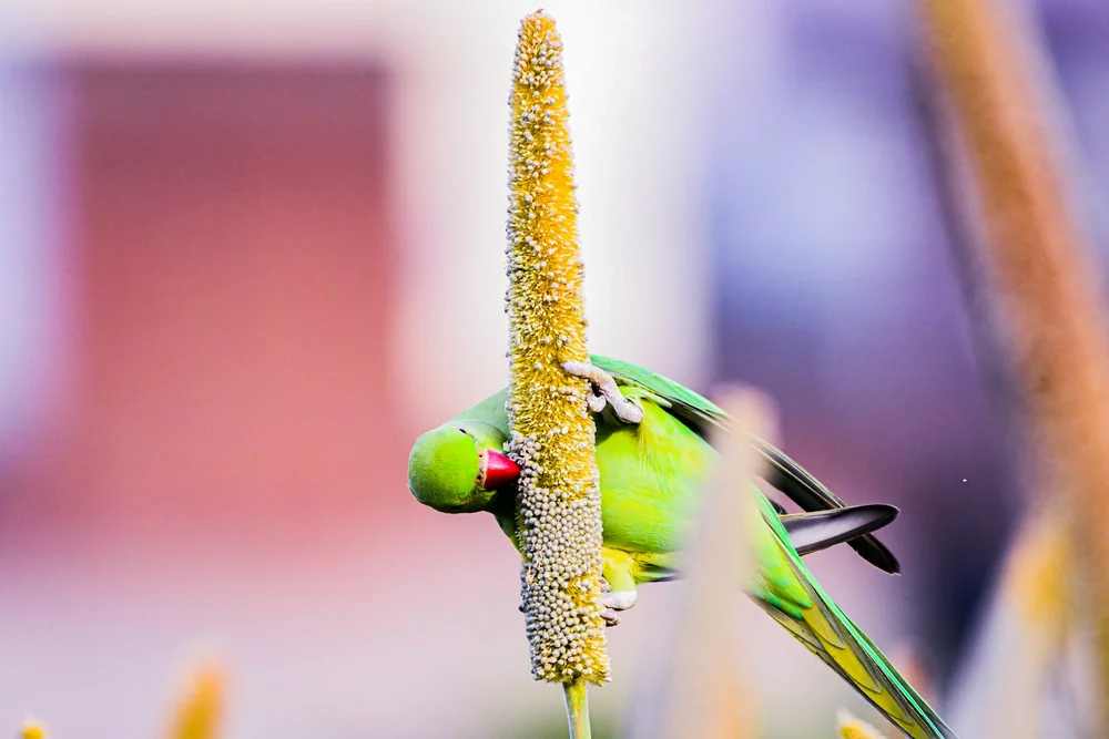 Perruche qui mange des graines germées et du millet : alimentation enrichie pour perruche