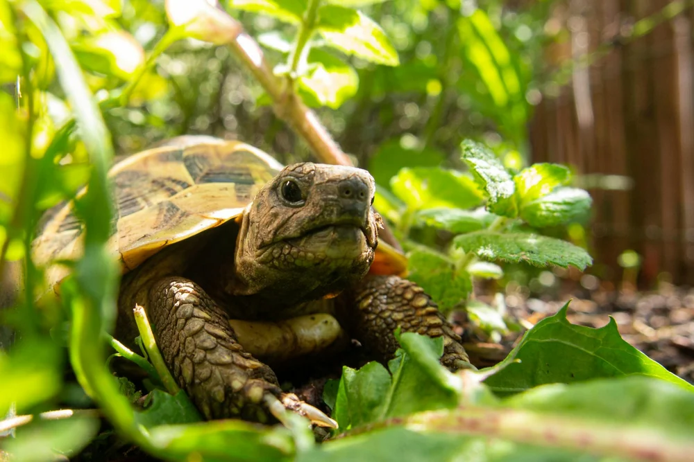 Tortue d'Hermann dans son enclos extérieur ensoleillé