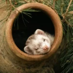 Vaccin furet : protocole, prix et réactions à surveiller